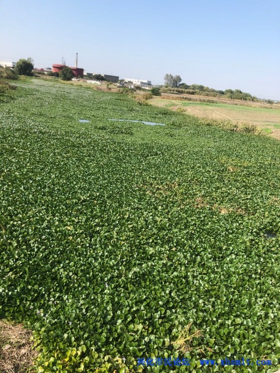 同济村范家区域豆家荡