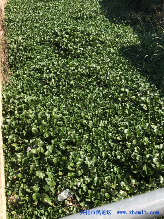 同济村范家区域十样亩