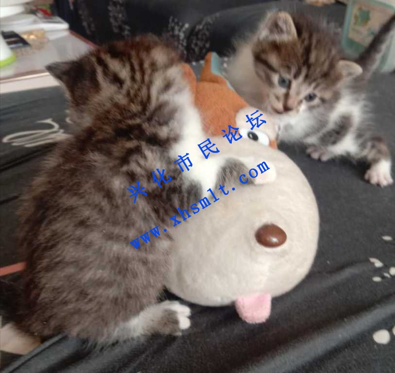 mmexport1612237601878.jpg