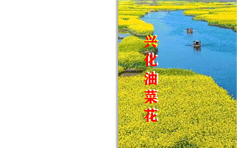 兴化油菜花.gif
