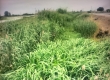 兴化市合陈镇娄子村河道水草还有没有人管理？（2楼 娄子村网情员 回复）