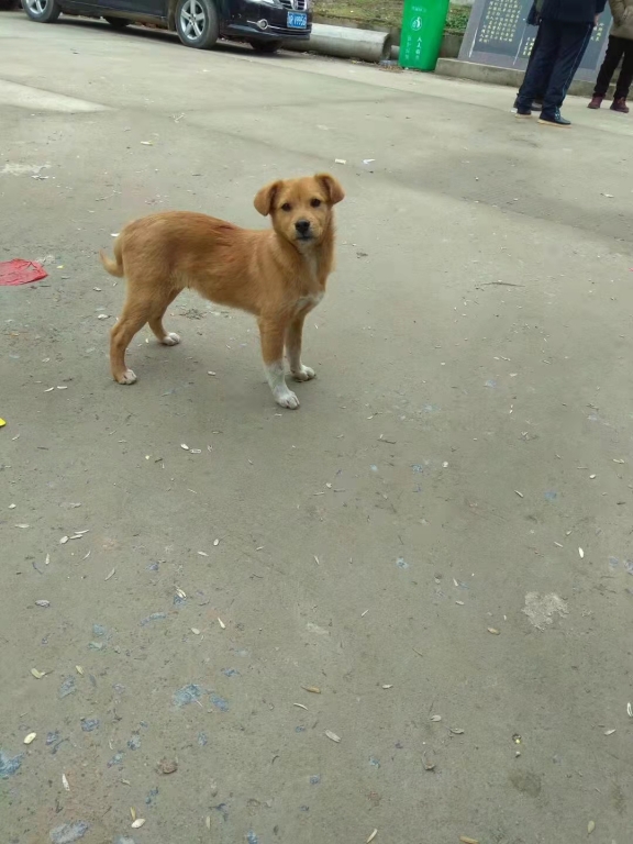 狗1.jpg