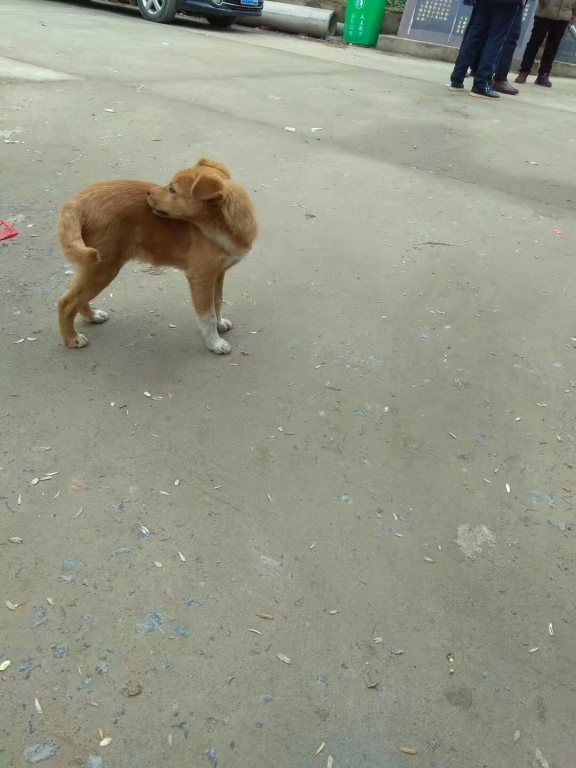 狗2.jpg