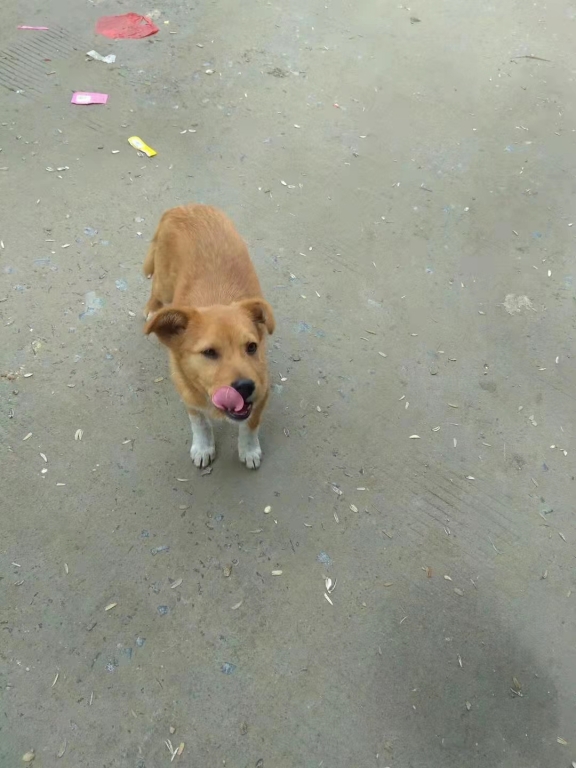 狗3.jpg