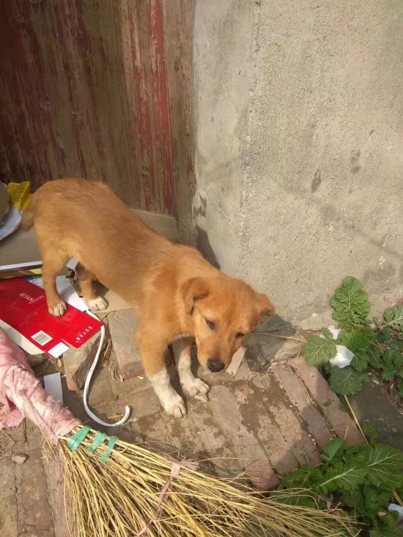 狗5.jpg