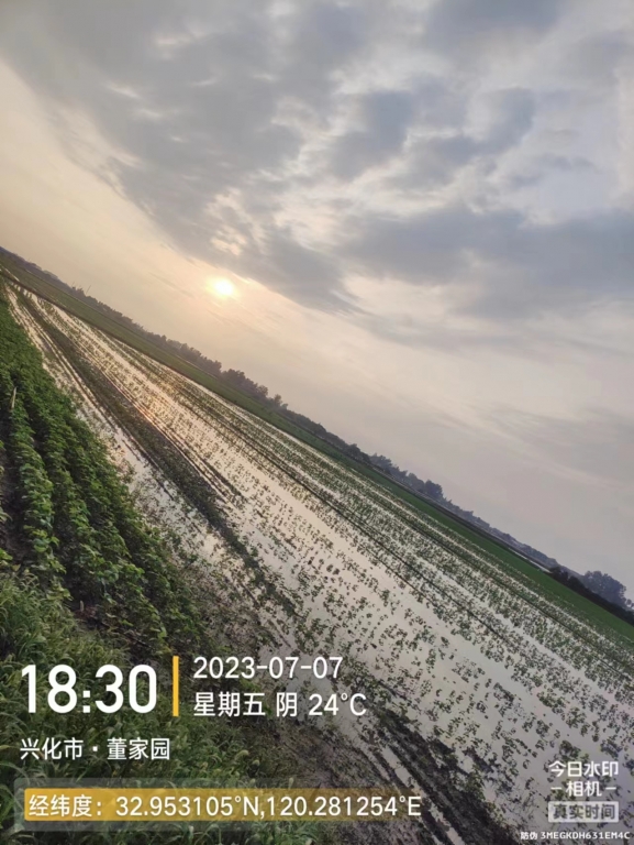 大雨大豆俺