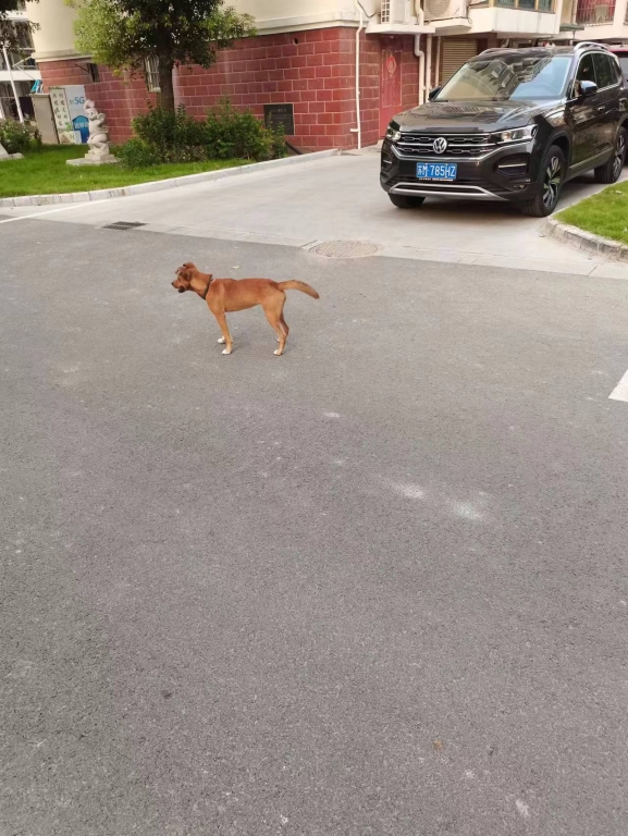 白天狗乱窜